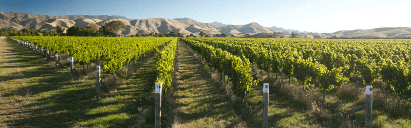 A view of New Zealand vineyards with mountains in the background and clear blue skies