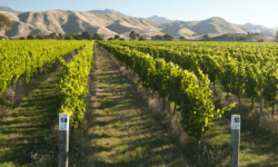 Guide to New Zealand Wines